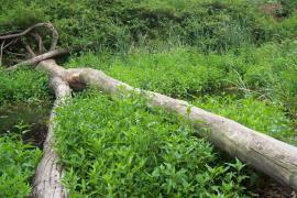 A dense infestation of Senegal tea plants. 