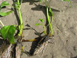 Senegal tea has fine fibrous roots.