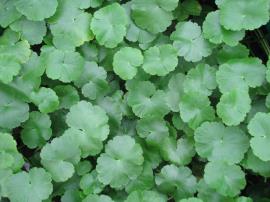 Hydrocotyl leaves are lobed with toothed edges.