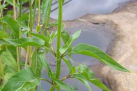 Senegal tea has opposite leaves with serrated margins. 