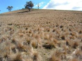 A paddock taken over by serrated tussock