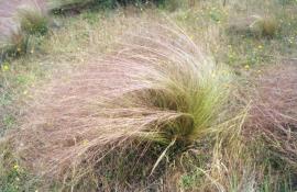 Serrated tussock with purple tinged flower head