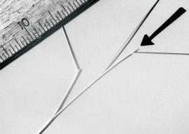 A ligule at the junction of the leaf blade and leaf sheath