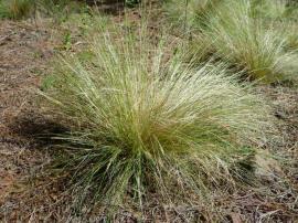 A green serrated tussock plant in early January after flowering
