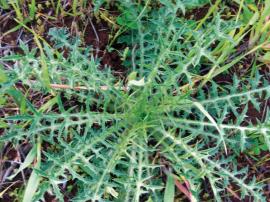 Saffron thistle rosette of leaves