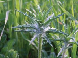 Saffron thistles have cobweb-like hairs on the stem and leaves.