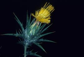 Saffron thistles have yellow flowers.