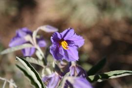 Silverleaf nightshade flowers have five yellow stamens bearing pollen in the centre