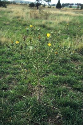 Saffron thistles invade pastures.