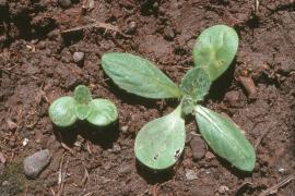 Saffron thistle seedlings at the 4 and 6 leaf stage.