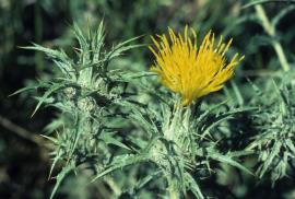 Saffron thistle flowers are surrounded by spiny bracts.