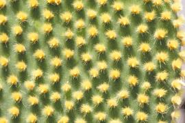 Bunny ears cactus has closely spaced areoles with clusters of white or yellow barbed bristles.