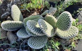 Bunny ears can have white bristles.