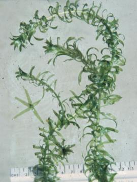 Leafy elodea has leaves in whorls of 4-5 at the stem nodes.