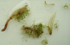 Sprouting kidney-leaf mud plantain seeds.