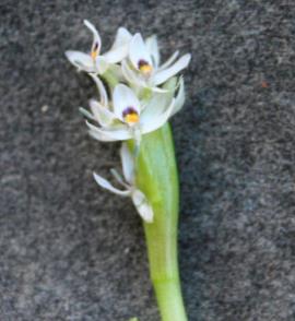 There are 2-10 kidney-leaf mud plantain flowers per spike.