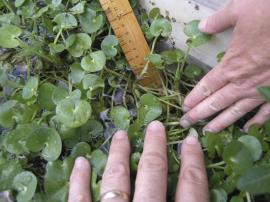 Kidney-leaf mud plantain leaves are up to 5 cm in diameter.