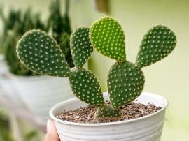 Bunny ears cactus pads grow in pairs.