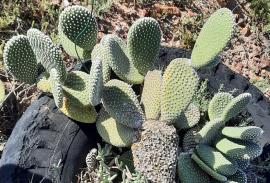 Bunny ears cactus has flattened oval shaped pads.