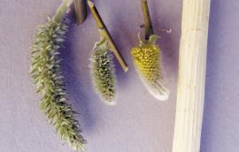 Left to right: female catkin elongated after flowering, female catkin at flowering, male catkin at start of flowering, peeled stem showing ridges.