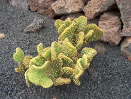 Opuntia microdasys form monstrosa (crazy bunny ears) has pads that are fused together and curved rather than flat.
