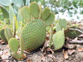 Blind cactus has oval to round shaped pads.