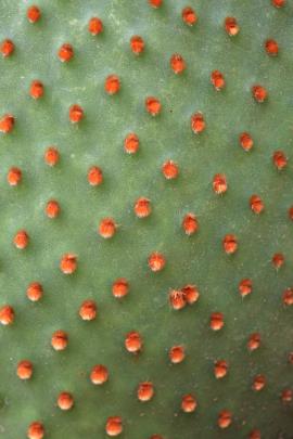Blind cactus has tufts of red or reddish brown bristles in the areoles on the pads.