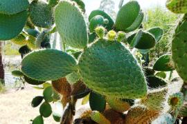 Aaron's beard prickly pear has many long spines that can injure people and animals.