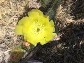 Aaron's beard prickly pear has large yellow flowers.