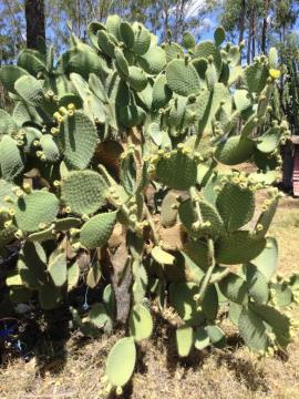 Aaron's beard prickly pear often has a trunk.