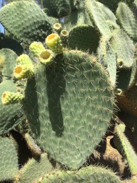 Aaron's beard prickly pear has light green round pads.