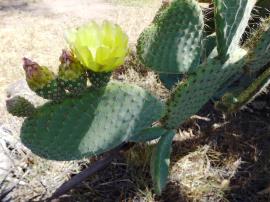 Aaron's beard prickly pear flowers grow on the edges of the pads.