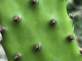 Chicken dance cactus have brown woolly bristles and spines up to 1 cm long.