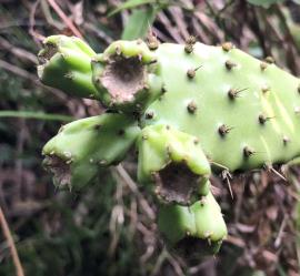 Chicken dance cactus fruit are green and up to 3.5 cm long.