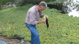 Water lettuce invades slow moving fresh water. 
