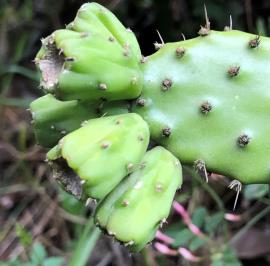 Chicken dance cactus fruit growing at the end of a pad.