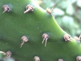 Chicken dance cactus can have up to three spines per areole.