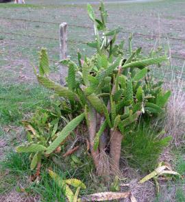 Chicken dance cactus with a woody trunk.