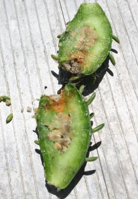 Eve's needle cactus fruit produce seeds but it is not known if they are viable in Australia.