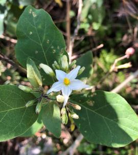 Devil's fig flowers are star shaped with 5 white petals.