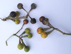 Devil's fig fruit ripen from green to yellow and turn brown then black when dry.