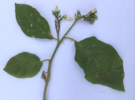 Devil's fig may have scattered prickles on the stems and leaf stalks.