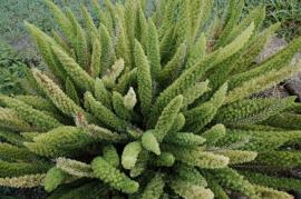 The dense foliage looks like a foxtail.