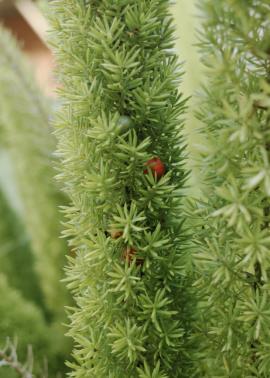 Mature red fruit and immature green fruit are surrounded by dense foliage.