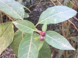 Red cestrum has small, round, red berries.