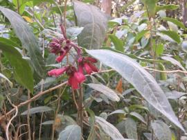 Red cestrum is a hairy shrub with red flowers.