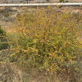 Mimosa bush is a shrub up to 4 m tall.