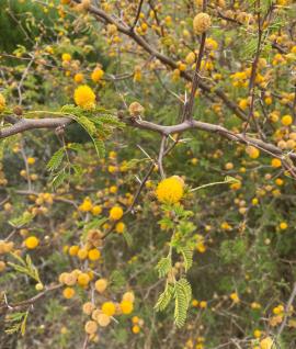 Mimosa bush has small yellow flower heads.