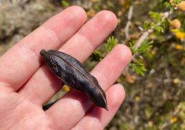 Mimosa bush seed pods are cigar shaped.