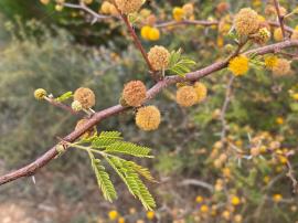 Branches are often zigzagged and covered in small white bumps.